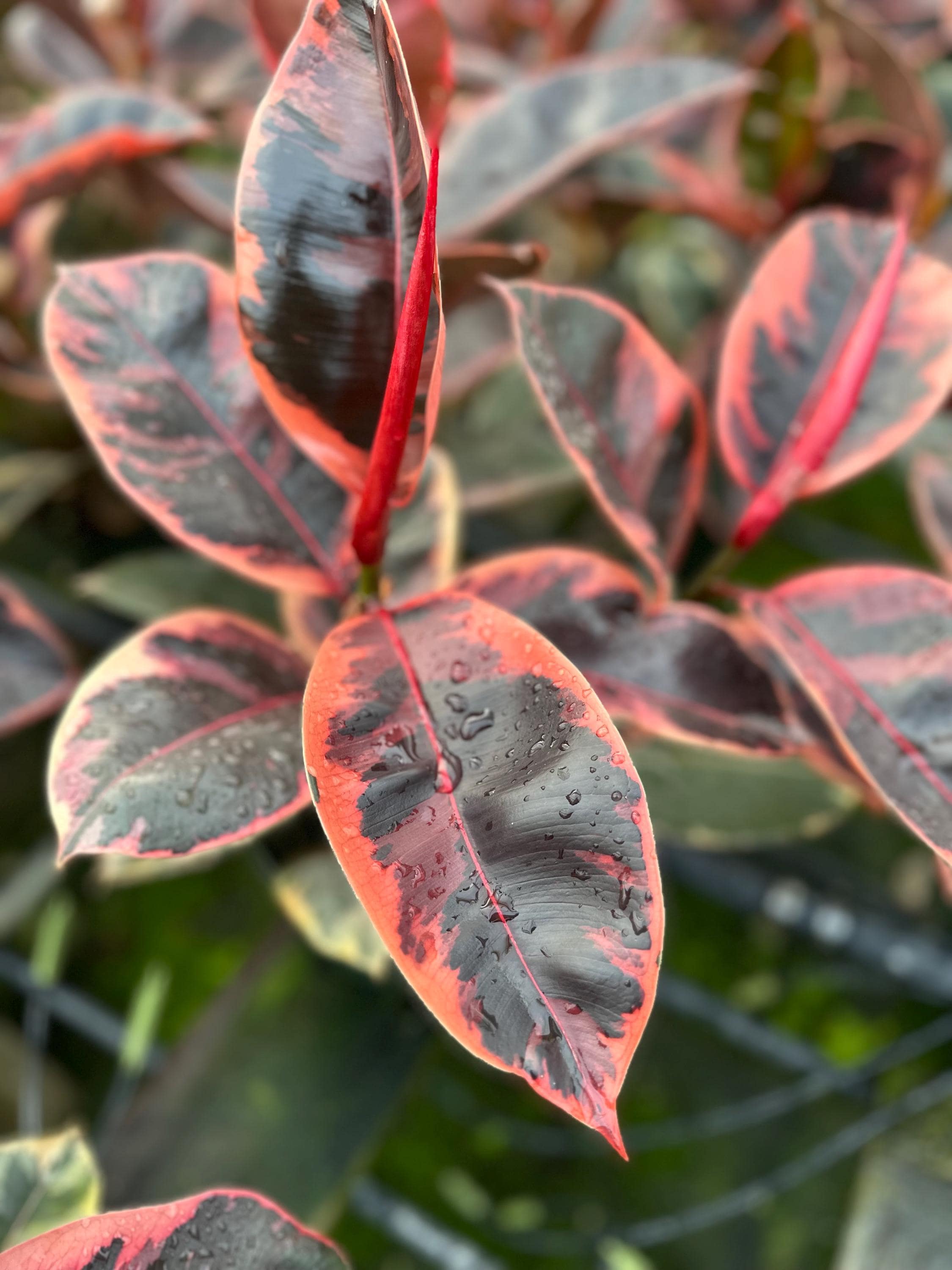 10 Inch Ficus Ruby Ficus Elastica ‘ruby’ | Variegated Rubber Plant | Live Houseplant (8 ...