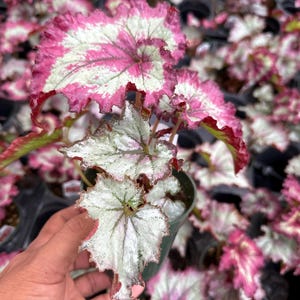 Rex Begonia &#39;Tie Dye&#39;, rare begonia 4”