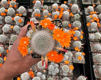 Rebutia Pulvinosa- Crown Cactus 4 Pot - Etsy