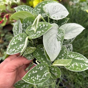 Scindapsus Seeds - Etsy