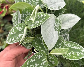 Pothos Satin Philly: Beginner Friendly Indoor Vine – Low