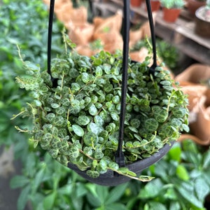 String of turtles Peperomia Prostrata, live plant