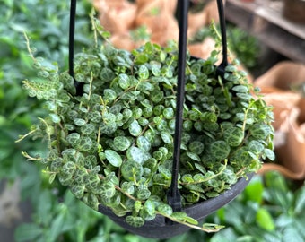 String of turtles Peperomia Prostrata, live plant