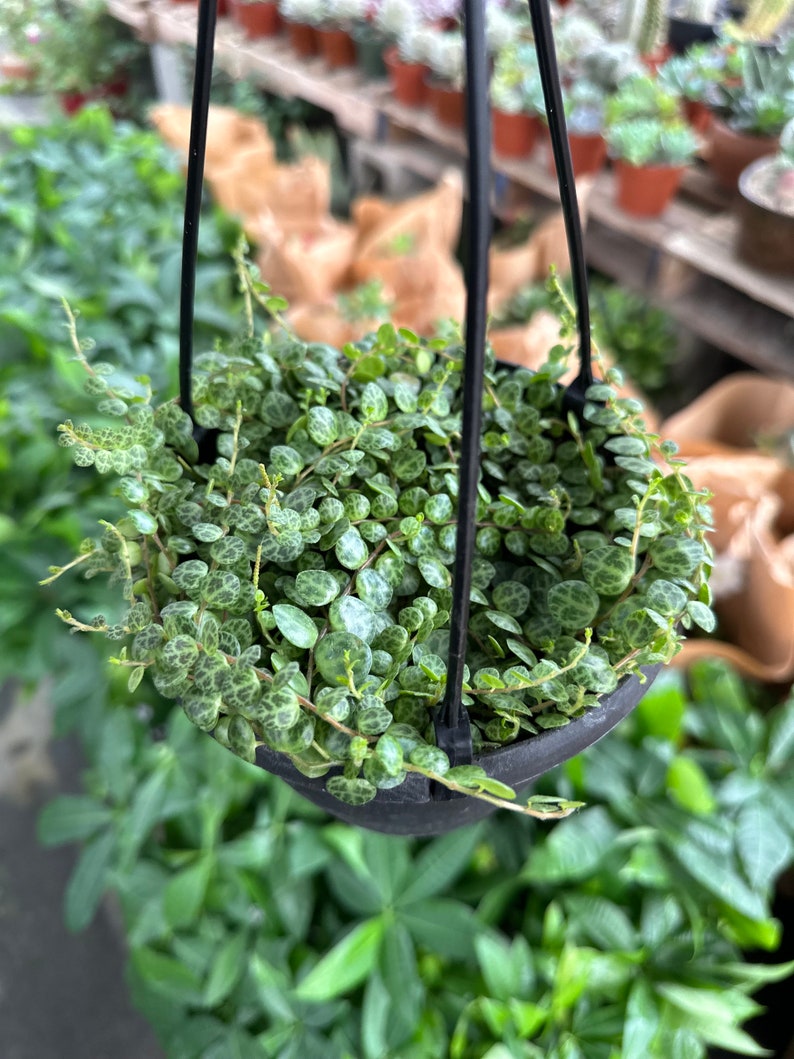 String of turtles Peperomia Prostrata, live plant afbeelding 1