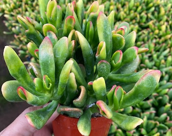 Crassula ovata Variegated 'ET's Fingers' Jade 4”