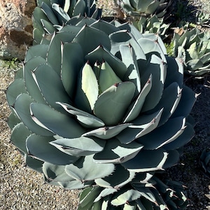 Artichoke Agave, Agave parryi var. truncata , one gallon, bare root