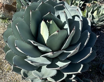 Agave Parryi Truncata 'orizaba' - アガベ パリー トランカタ