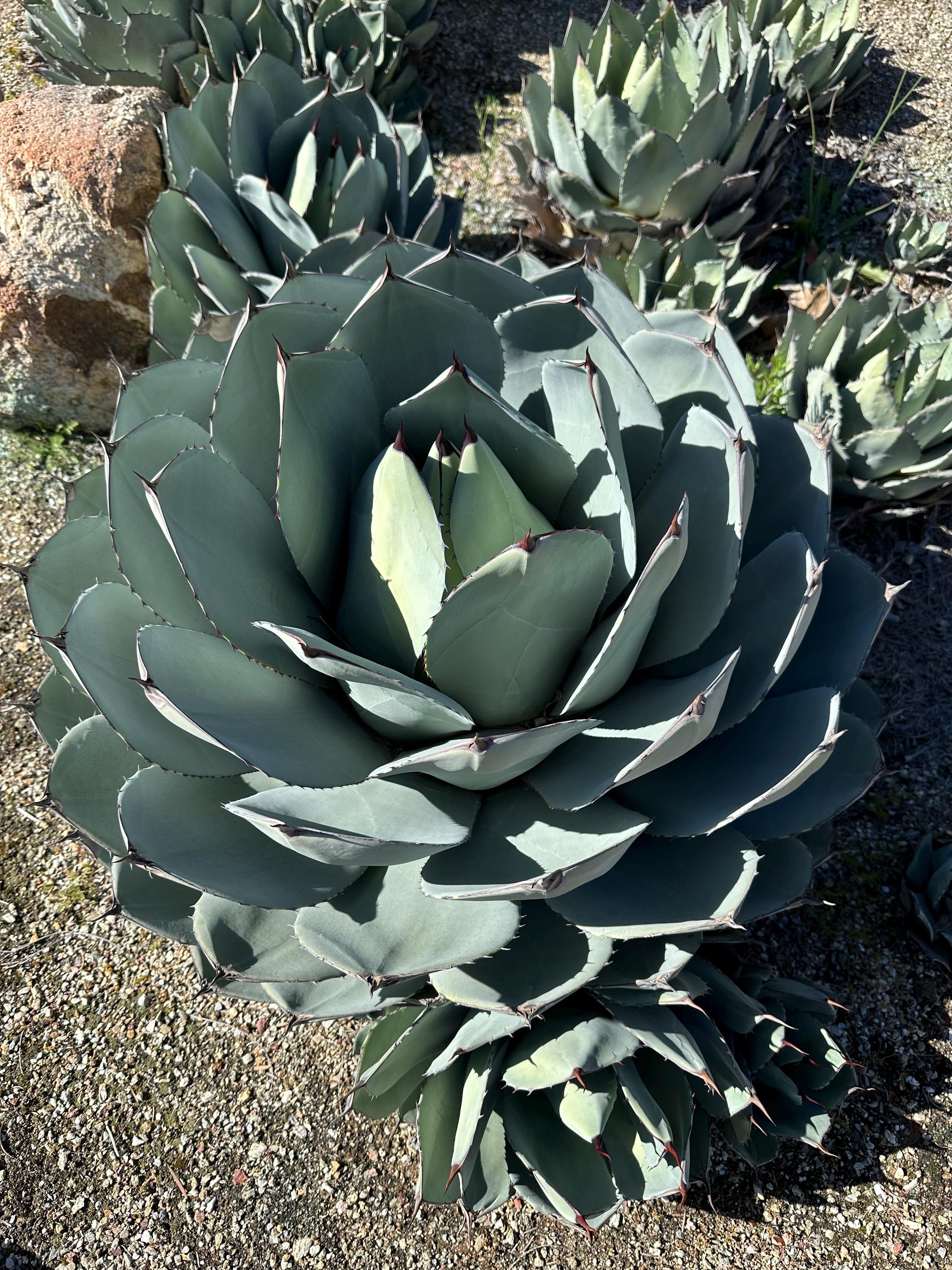Artichoke Agave, Agave Parryi Var. Truncata , One Gallon, Bare