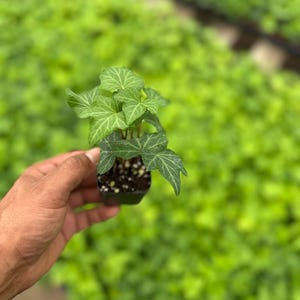 May include: A small potted plant with green leaves and white veins is held in a person's hand. The plant is in a black plastic pot. The background is a blurred view of other green plants.