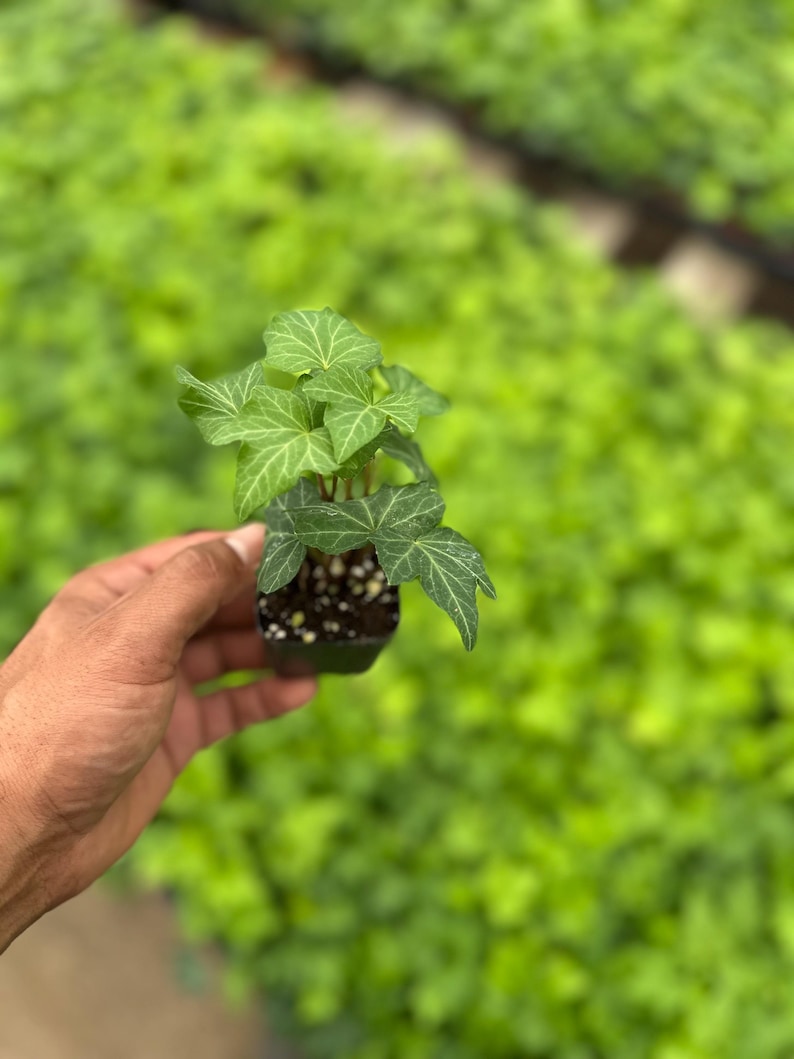 Live English Ivy Starter Plant 2” Pot – Trailing Indoor Vine, Easy Care Houseplant for Home Decor