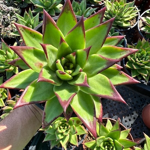 Echeveria Agavoides, Lipstick Echeveria