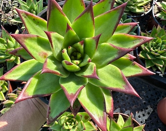 Echeveria Agavoides, Lipstick Echeveria