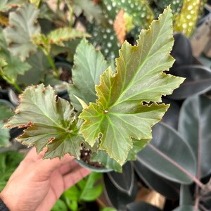 May include: Close-up of a begonia plant with large, textured leaves. The leaves are a vibrant green with reddish-brown edges. The plant is in a small, dark-colored pot, surrounded by other plants. The image is well-lit, showcasing the plant's details.