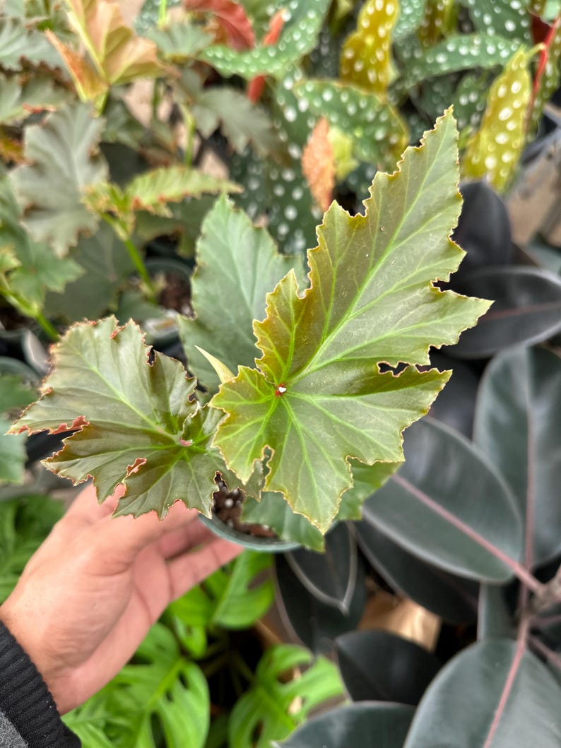 May include: Close-up of a begonia plant with large, textured leaves. The leaves are a vibrant green with reddish-brown edges. The plant is in a small, dark-colored pot, surrounded by other plants. The image is well-lit, showcasing the plant's details.