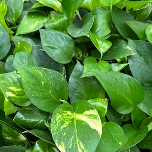 May include: A close-up of a green and yellow variegated plant with heart-shaped leaves. The leaves are lush and vibrant, showcasing the plant's natural beauty.