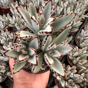 Kalanchoe tomentosa/Panda Plant (4 inch)