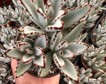 Kalanchoe tomentosa/Panda Plant (4 inch)