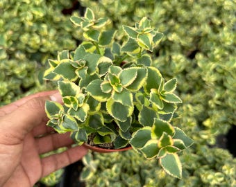 Crassula Sarmentosa Variegata (4")