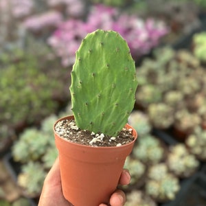 Prickly Pear pad  (Mexican Nopal) UNROOTED