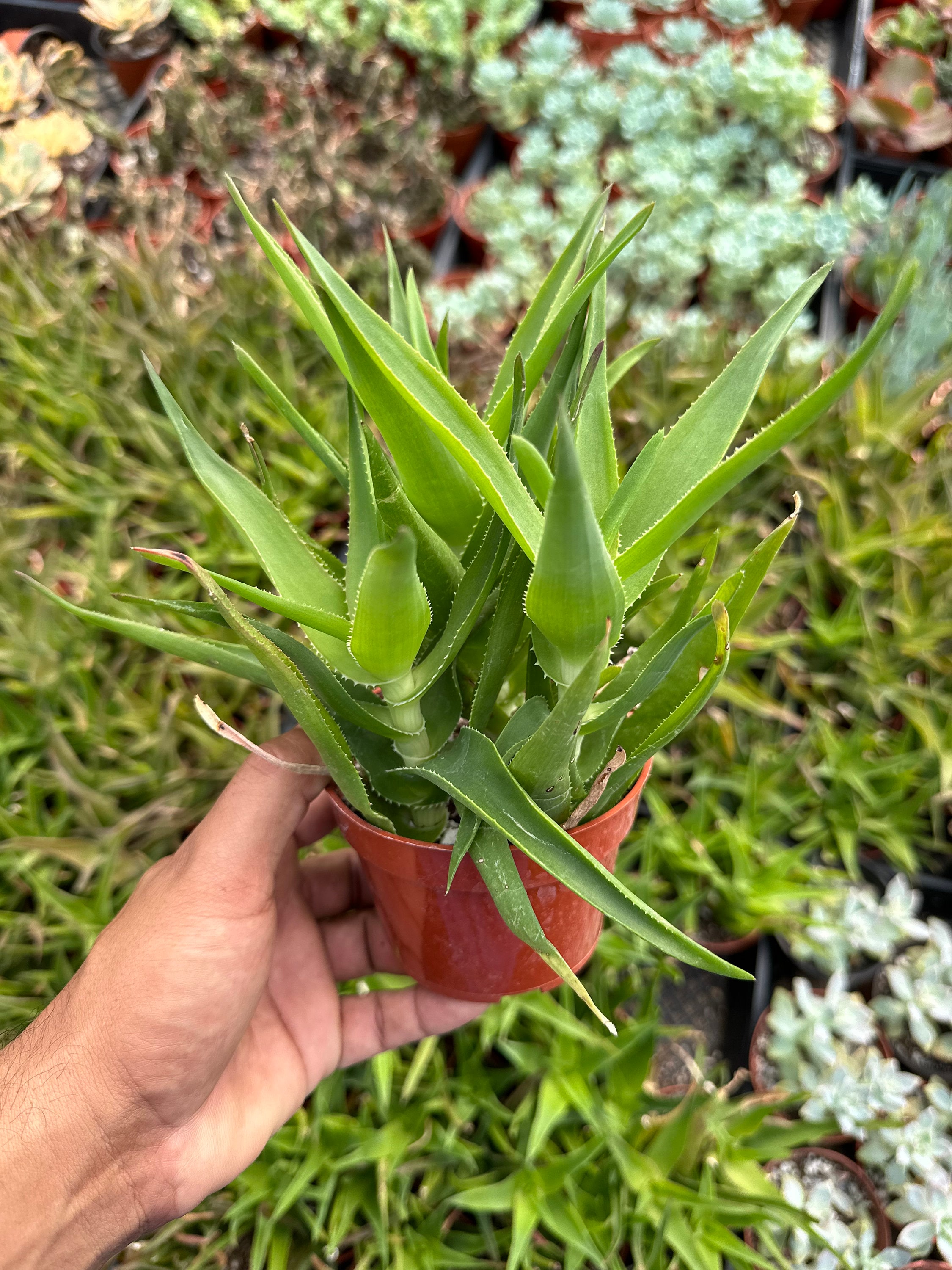 aloe vera gesichtscreme World Of Beauty Aloe Vera Creme