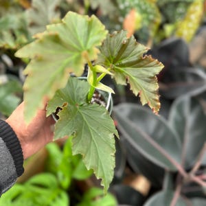May include: A close-up of a small potted plant with large, textured green leaves. The leaves have a slightly ruffled edge and a reddish-brown hue. The plant is surrounded by other green plants, creating a lush, natural scene.