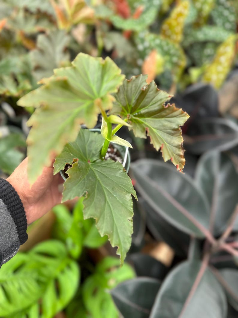 May include: A close-up of a small potted plant with large, textured green leaves. The leaves have a slightly ruffled edge and a reddish-brown hue. The plant is surrounded by other green plants, creating a lush, natural scene.
