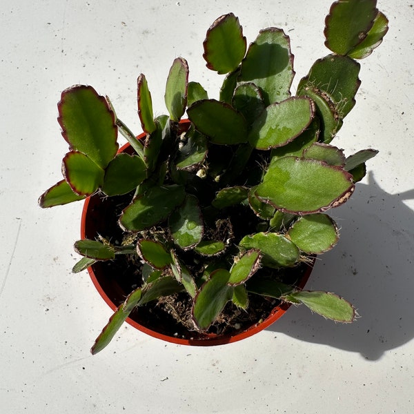 Easter Cactus 4” (Red)