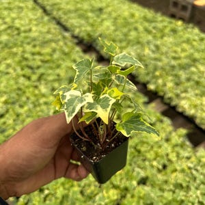 bitter gourd seeds for planting Bitter Melon Seeds  Heirloom Bitter Gourd  SurvivalGardenSeeds