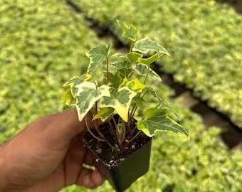 Golden English Ivy - Hedera Helix, starter plant 2”
