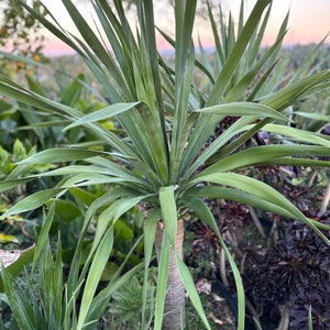 3” Dragon tree, Dracaena draco