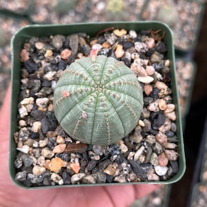 May include: A small green cactus with a round shape and a textured surface, potted in a green plastic pot with small rocks.