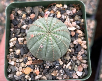 Euphorbia Obesa, baseball cactus