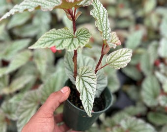 Begonia Angel Wing 'Don Miller' 4”