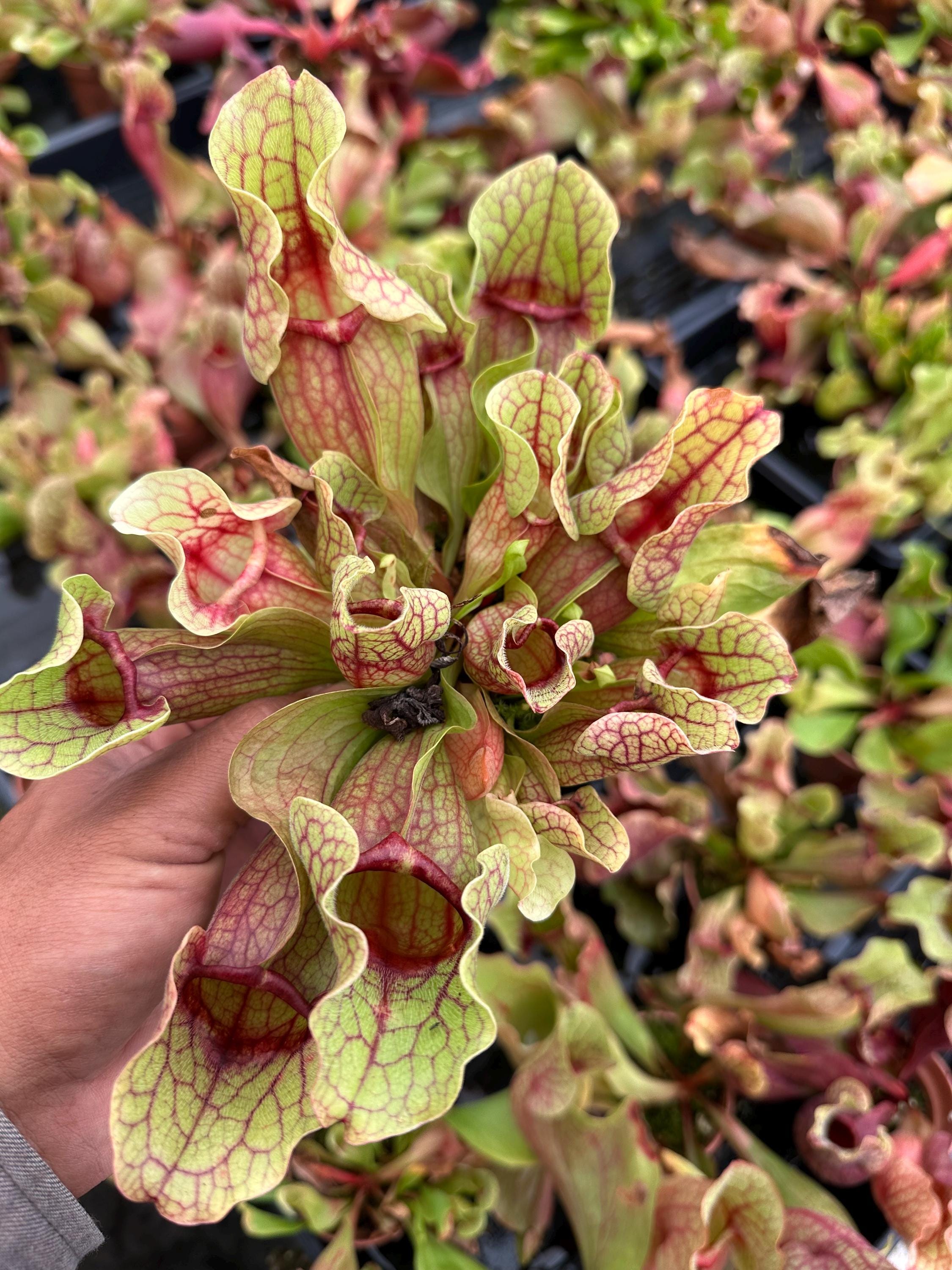 Carnivorous Trio, 3” rare carnivorous plants, pitcher plants