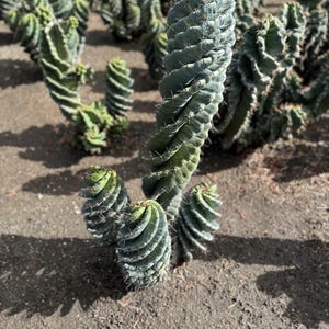 Spiral cactus, Cereus forbesii spiralis, rare cactus, 1 gallon