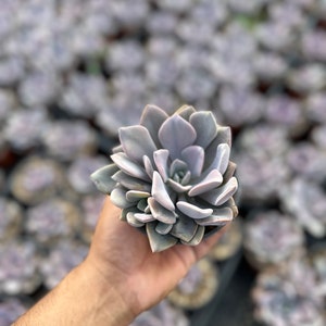 Graptoveria Debbie