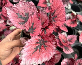 Begonia Rex "Miami Storm" 4”
