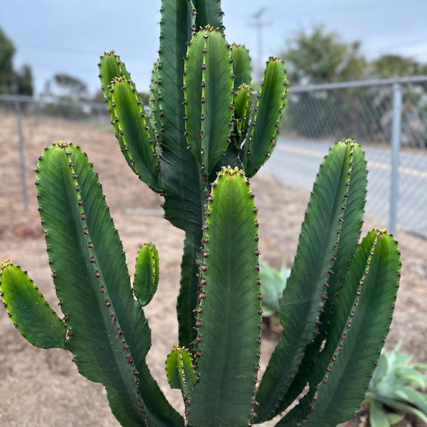 Euphorbia ingens (cutting) Candelabra Tree
