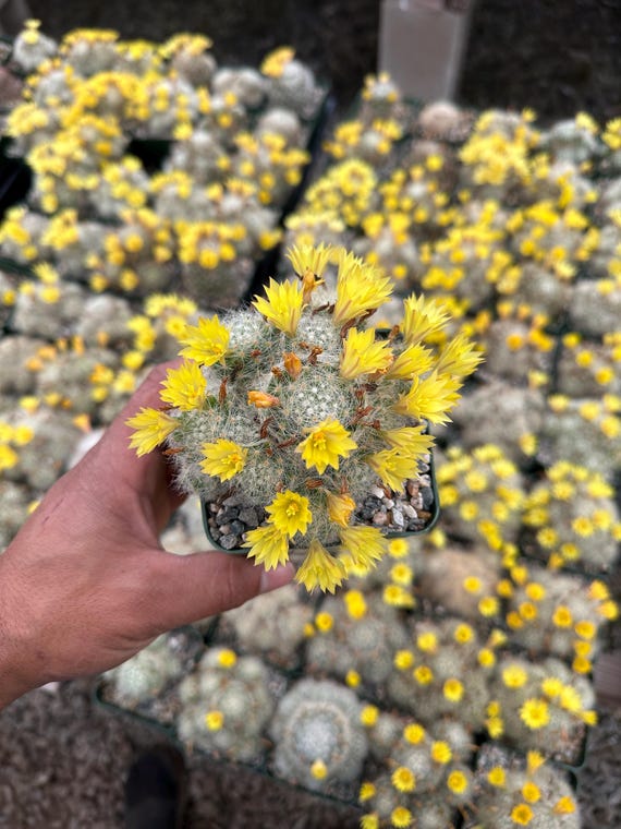 Mammillaria baumii, rare cactus 3.5