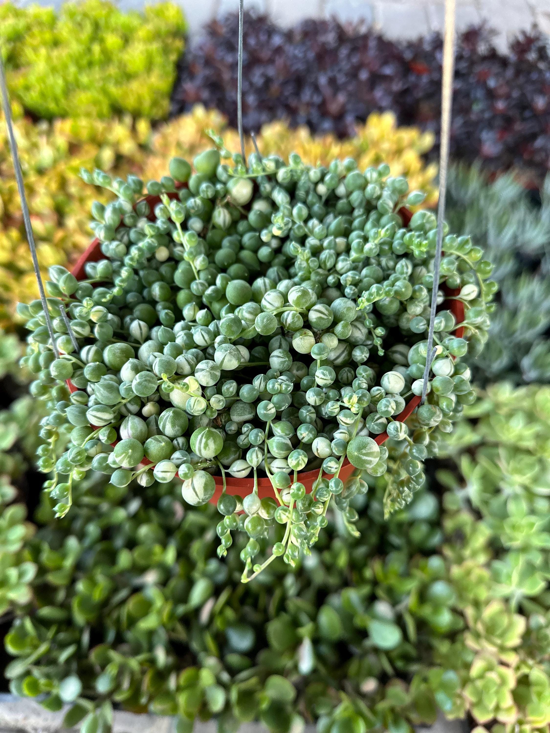 Variegated String of Pearlss, hanging plant, live succulent