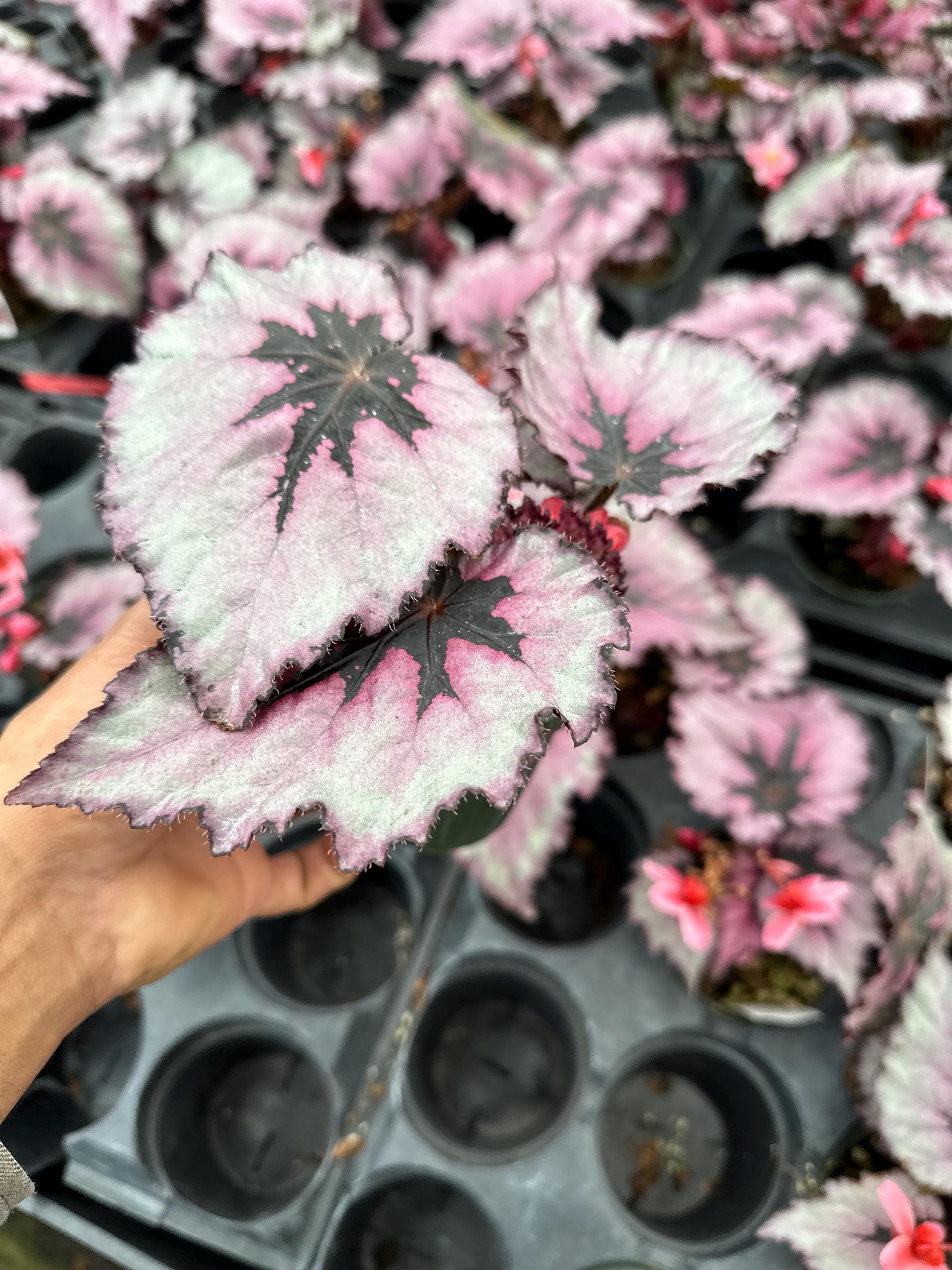 Rex Raptor Blush Rex Begonia ‘mazatlan Blush’ 4” - Etsy