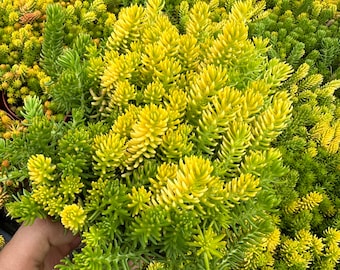 Angelina Sedum