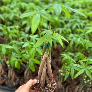May include: A small potted plant with multiple braided trunks and green leaves. The plant is in a brown pot and is being held by a hand.