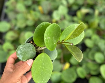 Hoya Lyi NOID UNROOTED Cutting - Etsy