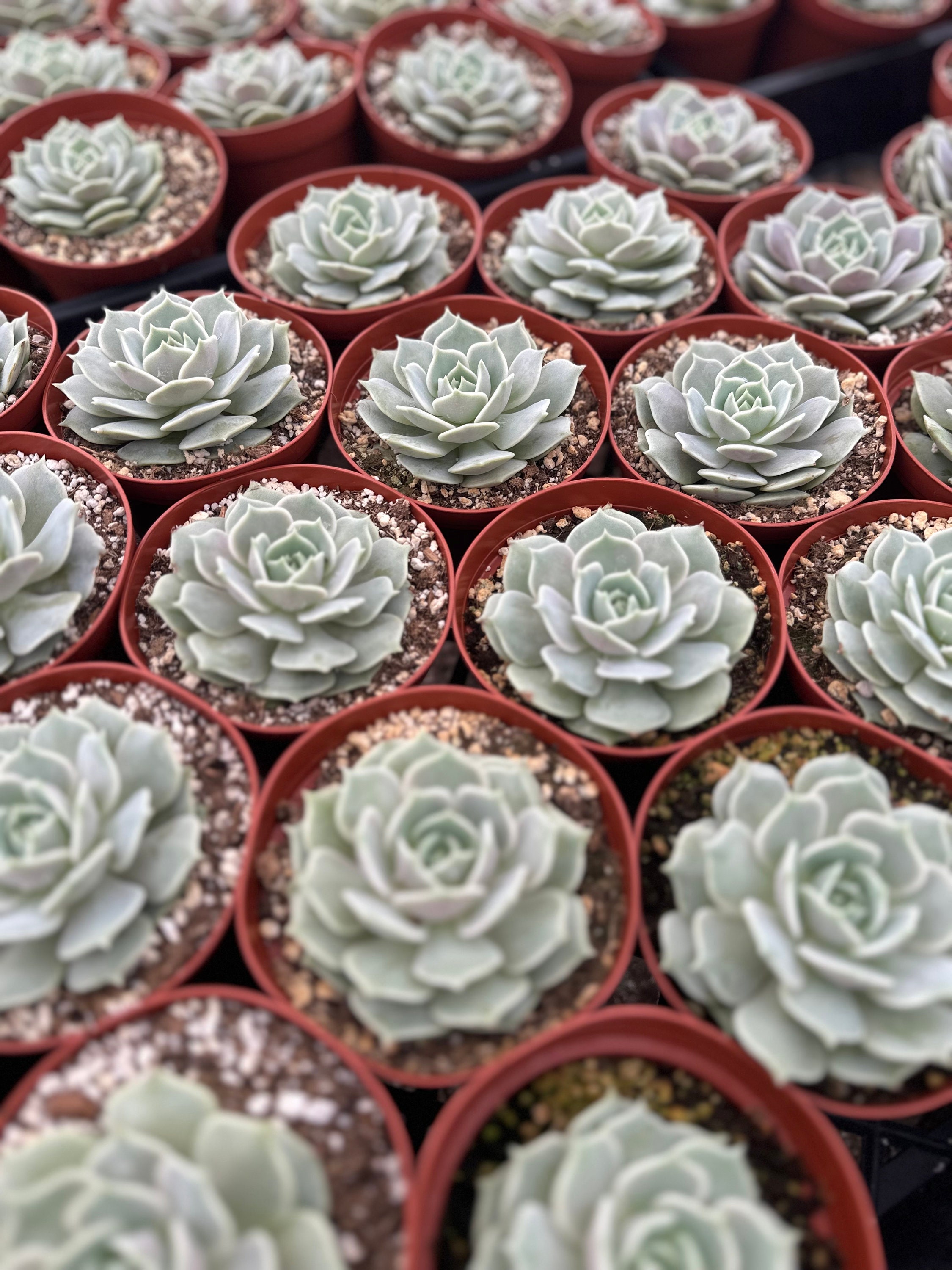 Echeveria Lola - Etsy