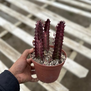 African Milk Tree - Euphorbia trigona 'Rubra'