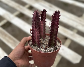 African Milk Tree - Euphorbia trigona 'Rubra'