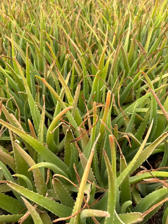 Aloe Vera low maintenance succulent, live succulent plant 12 pup - Etsy.de
