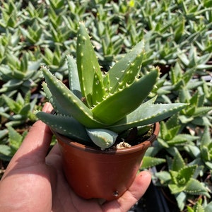 Aloe Brevifolia 4”