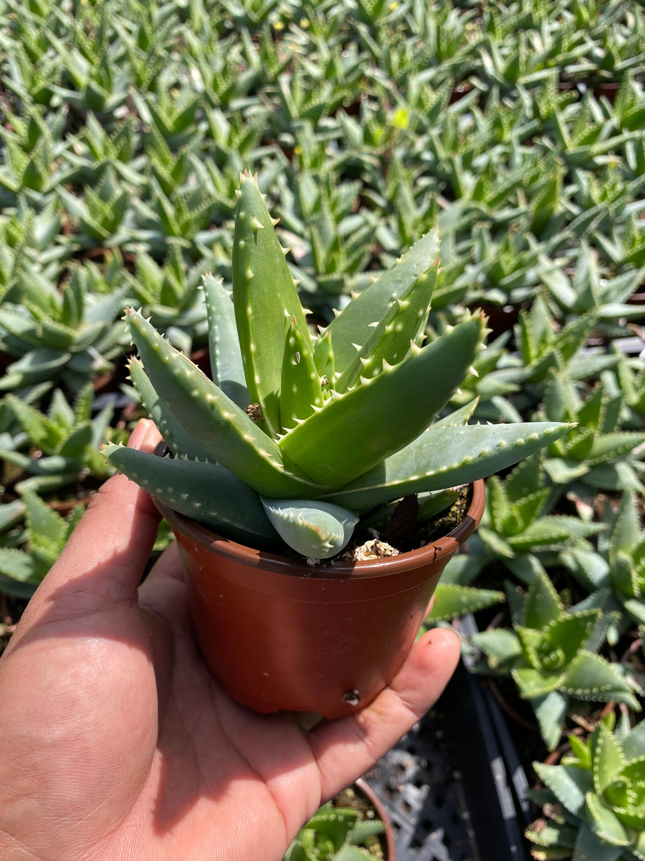 Aloe Brevifolia - Etsy